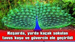 KEŞAN’DA, YURDA KAÇAK SOKULAN 18 TAVUS KUŞU VE 90 GÜVERCİN ELE GEÇİRİLDİ