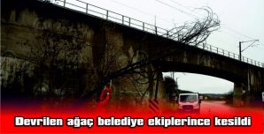 DEVRİLEN AĞAÇ BELEDİYE EKİPLERİNCE KESİLDİ