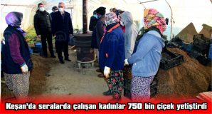 KEŞAN’DA SERALARDA ÇALIŞAN KADINLAR 750 BİN ÇİÇEK YETİŞTİRDİ