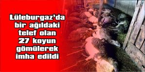 KOYUNLARI AĞILA GİREN YABANİ HAYVANLARIN TELEF ETTİĞİ ÜZERİNDE DURULUYOR