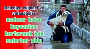 100’E YAKIN KEDİ VE KÖPEK GÜVENLİ BÖLGELERE TAŞINDI