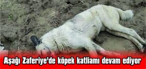 KÖPEKLERİ ZEHİRLEYEN CANİLERİN TESPİT EDİLMESİ İSTENDİ