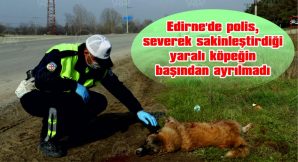 POLİS, YARALI KÖPEĞİN BAŞINDAN AYRILMADI