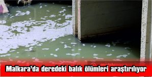 MALKARA’DA DEREDEKİ BALIK ÖLÜMLERİ ARAŞTIRILIYOR