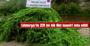 LÜLEBURGAZ’DA 231 BİN KÖK HİNT KENEVİRİ YAKILARAK İMHA EDİLDİ