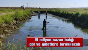 5 MİLYON SAZAN BALIĞI GÖL VE GÖLETLERE BIRAKILACAK