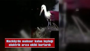 KOZKÖY’DE MAHSUR KALAN LEYLEĞİ ELEKTRİK ARIZA EKİBİ KURTARDI