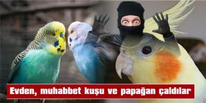 EVDEN, MUHABBET KUŞU VE PAPAĞAN ÇALDILAR