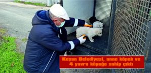 KEŞAN BELEDİYESİ, ANNE KÖPEK VE 4 YAVRU KÖPEĞE SAHİP ÇIKTI