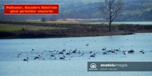 PELİKANLAR, KOCADERE GÖLETİ’NDE GÜZEL GÖRÜNTÜLER OLUŞTURDU