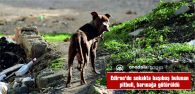 EDİRNE’DE SOKAKTA BAŞIBOŞ BULUNAN PİTBULL BARINAĞA GÖTÜRÜLDÜ