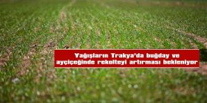 YAĞIŞLARIN TRAKYA’DA BUĞDAY VE AYÇİÇEĞİNDE REKOLTEYİ ARTIRMASI BEKLENİYOR