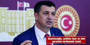 GAYTANCIOĞLU: “ÇELTİKTE FİYAT VE ALIM GARANTİSİ VERİLSİN”