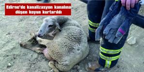 KANALİZASYON KANALINA DÜŞEN KOYUN KURTARILDI