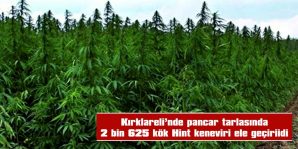 PANCAR TARLASINDA 2 BİN 625 KÖK HİNT KENEVİRİ ELE GEÇİRİLDİ