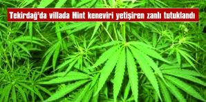 VİLLANIN 2. KATINDA 300 KÖK HİNT KENEVİRİ ELE GEÇİRİLDİ