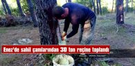 ENEZ’DE SAHİL ÇAMLARINDAN 30 TON REÇİNE TOPLANDI