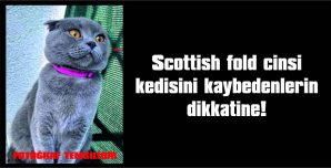 KEDİSİ KAYBOLANLARIN DİKKATİNE…