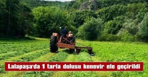 228 BİN KÖK KENEVİR İMHA EDİLDİ