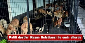 6 AYDA 2 BİN 175 CAN DOST TEDAVİ EDİLDİ, 543’Ü KISIRLAŞTIRILDI, 55’İ SAHİPLENDİRİLDİ