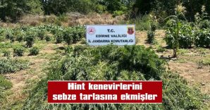 12 BİN KÖK HİNT KENEVİRİ ELE GEÇİRİLDİ