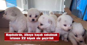 KÖPEKLER HAYTAP’E VERİLDİ