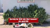 ŞARKÖY’DE 514 KÖK HİNT KENEVİRİ ELE GEÇİRİLDİ