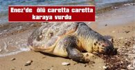 ENEZ’DE  ÖLÜ CARETTA CARETTA KARAYA VURDU