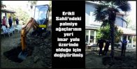 6 ADET PALMİYE AĞACININ YERİ İMAR YOLU ÜZERİNDE OLDUĞU İÇİN DEĞİŞTİRİLDİ