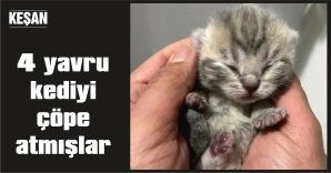 KEDİLERDEN 3’Ü ÖLDÜ, 1’İ KURTARILDI