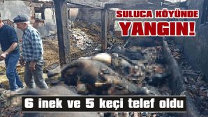 İTFAİYE EKİPLERİ, 2 KEÇİ VE 1 KÖPEĞİ KURTARDI