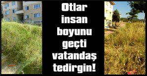 MAHALLE SAKİNLERİ: “BAŞIMIZA BİR MUSİBET GELMEDEN BİÇİLSİN”