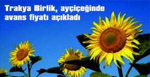 %44’LÜK YAĞ ORANLI AVANS ALIM FİYATI TON BAŞINA 28 BİN LİRA OLARAK BELİRLENDİ