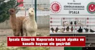 MİNİBÜSTEN, 2 ALPAKA, 58 GÜVERCİN VE 9 CİNS TAVUK ÇIKTI