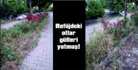 VATANDAŞ OTLARIN TEMİZLENMESİNİ İSTİYOR