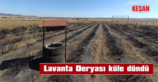 12 DÖNÜMLÜK TARLA YANDI